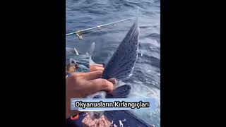 Uçan Balık Okyanusların Kırlangıçları ilginç Hayvanlar Bir İz'in Peşinden #shorts