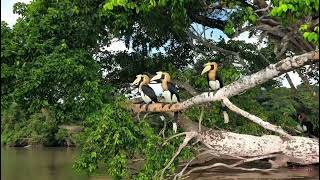 Borneo wildlife on the Kinabatangan River