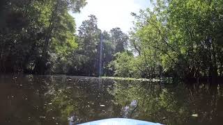 Hillsborough River Sounds..  Birds and mating gators