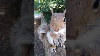 Squirrel  grabs the camera😄🐿️📸