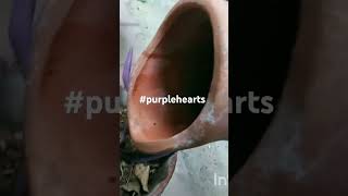 #propagation #purplehearts #garden #pakistan #plants