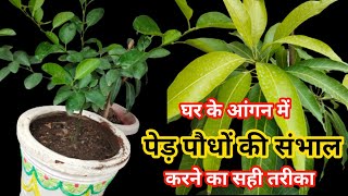 Ghar ke aangan mein plants ki care keyse karte hai / Plants care