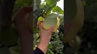 Harvesting The Largest Apple 🍏 I've Ever Grow #shorts #ytshorts #apple #harvesting