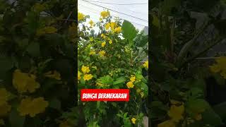 Bunga Bermekaran #semuaorang #bunga #bungaindah #pemandangan  #segar