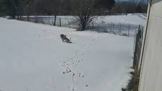 Dogs playing in snow video