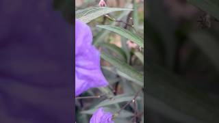 Natural petunia flowers || Home Gardening | #flowers #nature #youtubeshorts #short