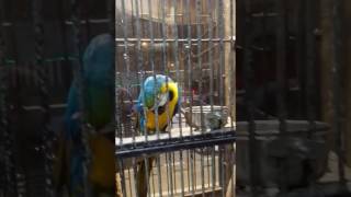 Parrots of Jungle Land Riyadh - Blue Gold Macaw and African Grey parrot