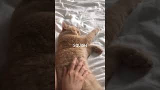 Squishy Cat Nap Gets Disturbed