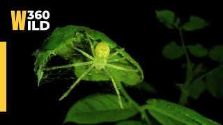 Ever You Saw a Transparent Spider 😯 Secret of Night || WILD360