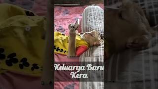 Anak Kera Terlantar Hingga Menjadi Bagian Keluarga #monkey #faktaunik #faktamenarik