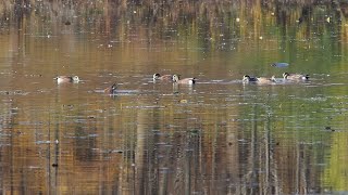 American Wigeons, Mud Lake Ottawa