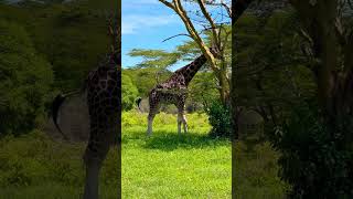 Rothschild Giraffe 🦒 #giraffe #safari #wildlife #shorts