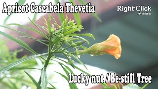 Flower Plant | Tree | Cascabela Thevetia | Yellow Oleander | Karaveera | Orange Flower | Apricot