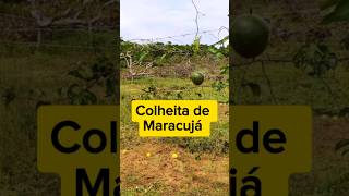 Colheita de #maracuja