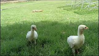 Peacock 🦚 White Peacock chick 🐥