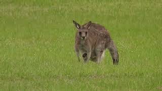 Kangaroo