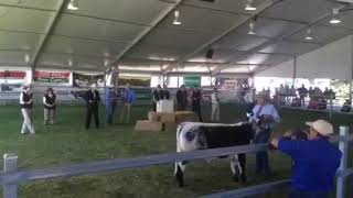 2015 Steer Auction for Black Dog Ride