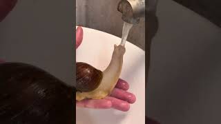 How To Shower a Snail!! #shorts #tiktok #animal #fyp #satisfying #snail