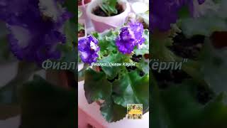 Фиалка "Океан Кёрли" #цветы #gardenflowers #garden