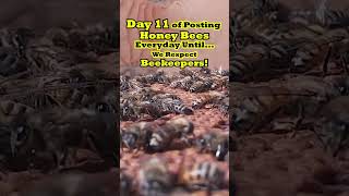 Day 12 of Posting HONEY BEES ðŸ     Everyday Until We Respect The BEEKEEPERS Keeping Them Alive...