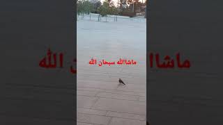 ماشااللہ سبحان اللہ اللہ اکبر