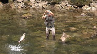 Pecanje lipljana na recu Kupi u Sloveniji - Mušičarenje | Fly fishing in Slovenia - River Kolpa