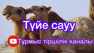 Түйе сауу