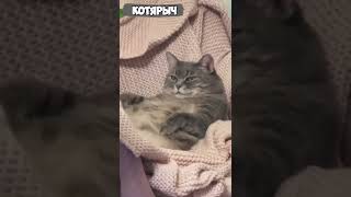 ПРИКОЛЫ С КОТАМИ и КОШКАМИ😹 СМЕШНЫЕ ЖИВОТНЫЕ😂😻👍 #24