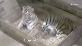 Amur tiger cubs