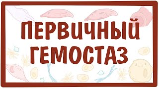 [физиология] — Первичный (сосудисто-тромбоцитарный) гемостаз