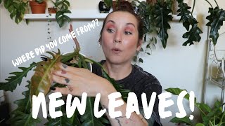 NEW LEAVES THAT SURPRISED ME!  + a possible philodendron bobcee giveaway?