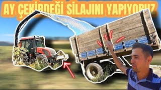 AY ÇEKİRDEĞİ SİLAJI YAPIYORUZ !!/ 4 DÖNÜMDEN KAÇ TOP ÇIKTI ??