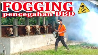 Fogging Kandang biar Bebas DBD