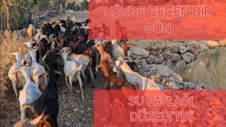 Köyde Geçirdiğimiz Kısa Bir Gün~Su Patlamış Tamir Ettik~Keçilerin Merada Yaylımı