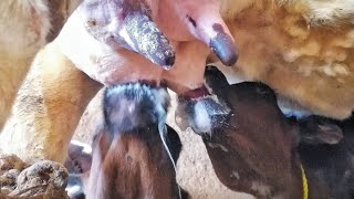 Amazing video of twin calves sucking their mother's milk together