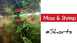 #Shorts | Moss & Shrimp | Jey's Fish Tanks