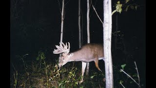 Old school Big woods bucks