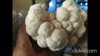 Hericium lion's Mane on our Mushroom Farms