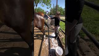 Show prep with Harley! #prep #subscribe #equestrian