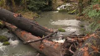 singingfalls salmon in Joe Hall creek