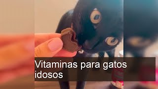 Descubra as Melhores Vitaminas para Gatos Idosos e Melhore a Saúde do Seu Amigo!