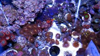 Black Hi-fin Goby in My Tank