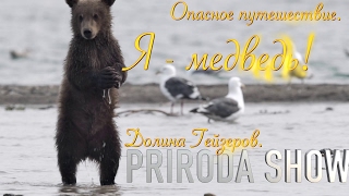 Опасная прогулка. Долина Гейзеров// Я  медведь! #3//Детям о животных//PRIRODA SHOW