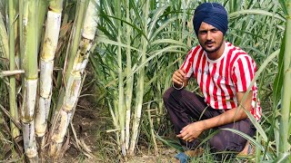 18231 गन्ने की पहली झलक | cos18231 sugarcane variety