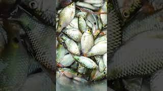 Beautiful Fish 🐠🐋🐟 #viral #food #youtubeshorts #shorts #trending #ytshorts #youtube #shortvideo