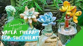 How to do WATER THERAPY for saving DYING Cactus and succulents | Informational Basics