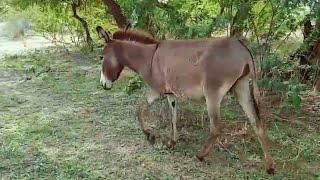 One Black male donkey in this video