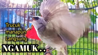 trucukan gacor TARUNG EMOSI BUAT pancingan trucukan agar bunyi JADIKAN burung trucukan gacor ropel