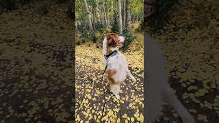 What is your favorite thing about fall? Follow me on a pumpkin spice wonderland walk #dog #doglover