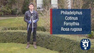 How to Prune Summer Flowering Shrubs with Lee Bestall